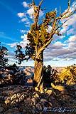 Juniper Grand Canyon Nov 2021